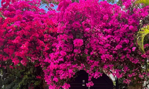 Flower Garden Enterence Villa